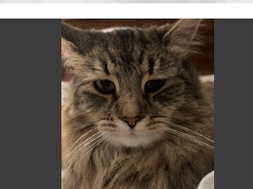   : Pooka