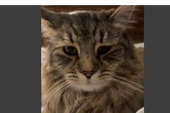   : Pooka
