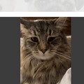   : Pooka