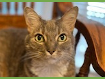  : Veruca