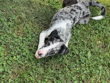  : Doobie 