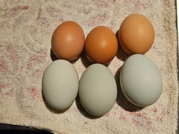 Selling with In-person Payment: Free range eggs 
