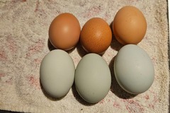 Selling with In-person Payment: Free range eggs 