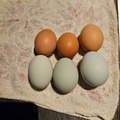 Selling with In-person Payment: Free range eggs 