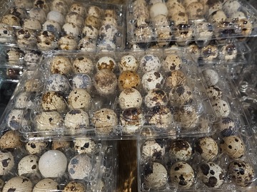 Selling with In-person Payment: Jumbo coturnix quail eggs 