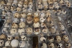 Selling with In-person Payment: Jumbo coturnix quail eggs 