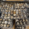 Selling with In-person Payment: Jumbo coturnix quail eggs 