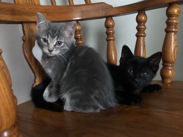   : Pepper & Salt