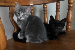   : Pepper & Salt