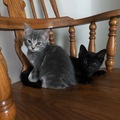   : Pepper & Salt