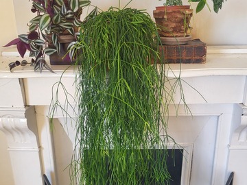 Vente: set de plantes decoratives, (prix d'ensemble)
