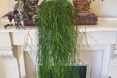 Vente: set de plantes decoratives, (prix d'ensemble)