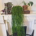 Vente: set de plantes decoratives, (prix d'ensemble)