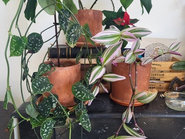 Vente: set de plantes decoratives, (prix d'ensemble)