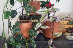 Vente: set de plantes decoratives, (prix d'ensemble)