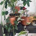 Vente: set de plantes decoratives, (prix d'ensemble)