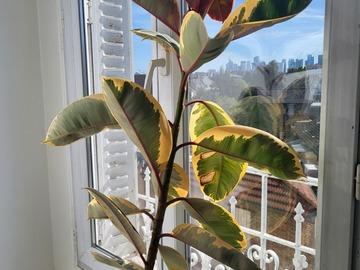 Vente: ficus