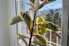 Vente: ficus