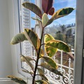 Vente: ficus
