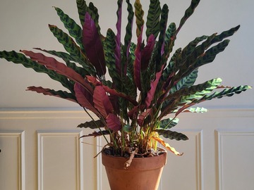 Vente: plante tropicale