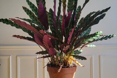 Vente: plante tropicale
