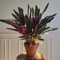 Vente: plante tropicale