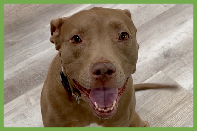 Lena, a american pitbull terrier looking for a loving home in Santa Clarita, CA