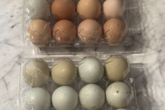 Selling with In-person Payment: Farm Fresh Free-Range Organic Eggs