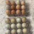 Selling with In-person Payment: Farm Fresh Free-Range Organic Eggs
