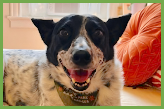 Tofu, a australian cattle dog looking for a loving home in Richmond, VA