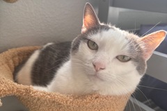   : Leo 