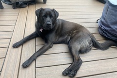   : Lucy