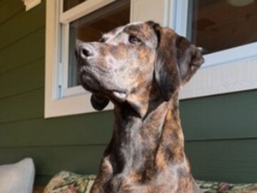   : Sweet Plott Hound Geoffrey 