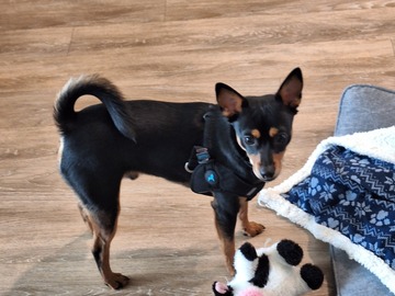   : Chico