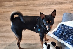   : Chico