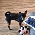   : Chico