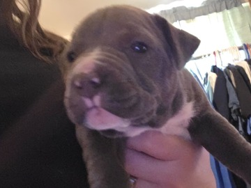   : Puppy