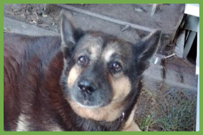 Abby, a german shepherd dog looking for a loving home in San Bernardino, CA