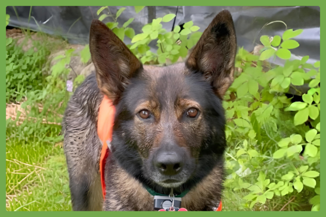Annie, a german shepherd looking for a loving home in Fryeburg, ME