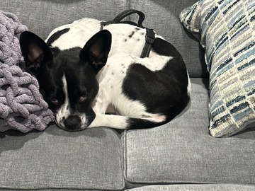   : Pickle
