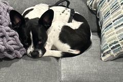   : Pickle