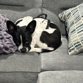   : Pickle