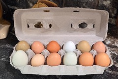 Selling with In-person Payment: Farm Fresh Eggs 