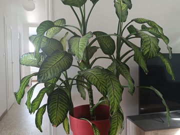 Sales: Diffenchia + pot / 1,80 m