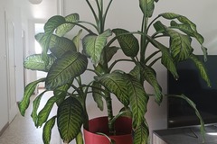 Vente: Diffenchia + pot / 1,80 m