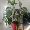 Vente: Diffenchia + pot / 1,80 m
