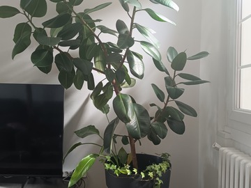 Sales: Ficus Elastica and co