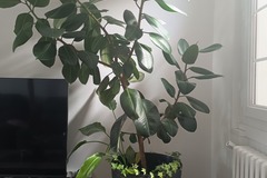 Vente: Ficus Elastica and co