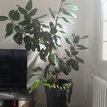 Vente: Ficus Elastica and co