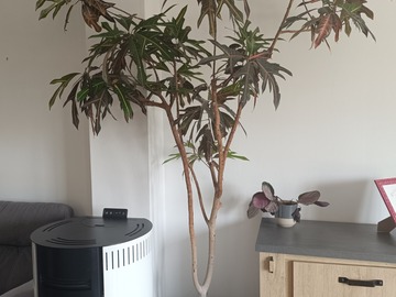 Sales: Croton 50 ans d'âge 